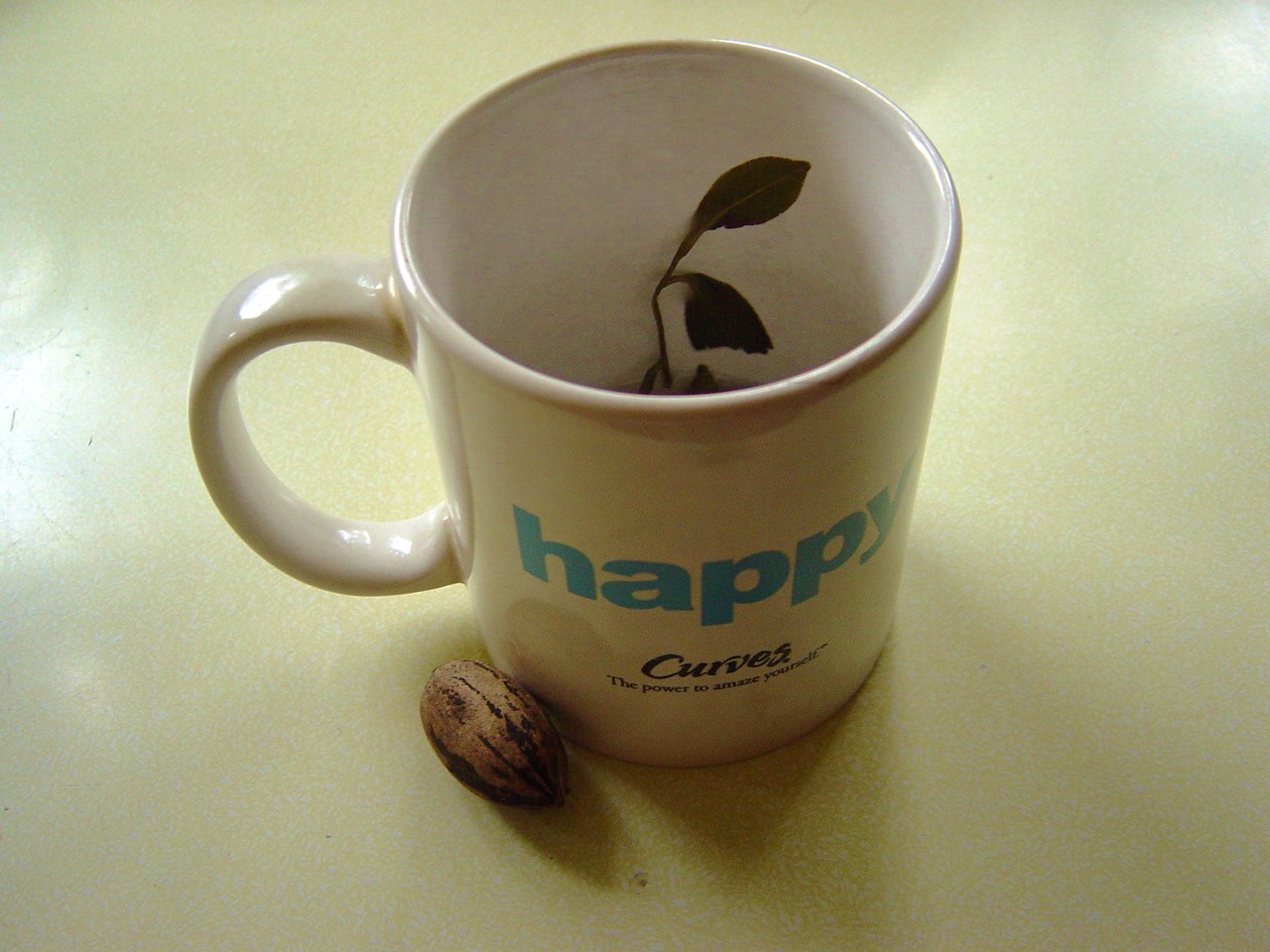 [happy+tea+026.JPG]