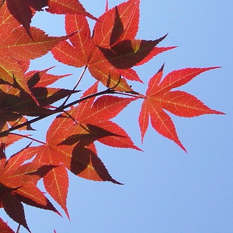 [Memphis+red+leaves2+014.jpg]