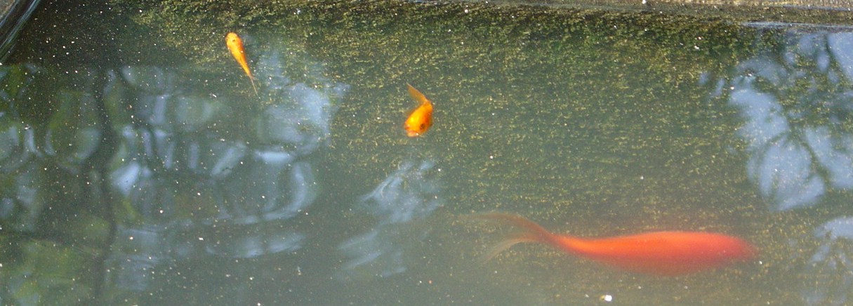 [Goldfish+026.JPG]