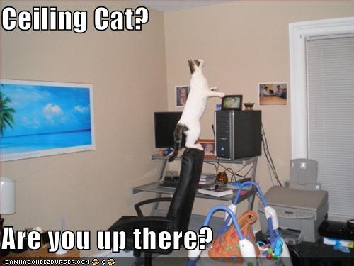 [calling-ceiling-cat.jpg]