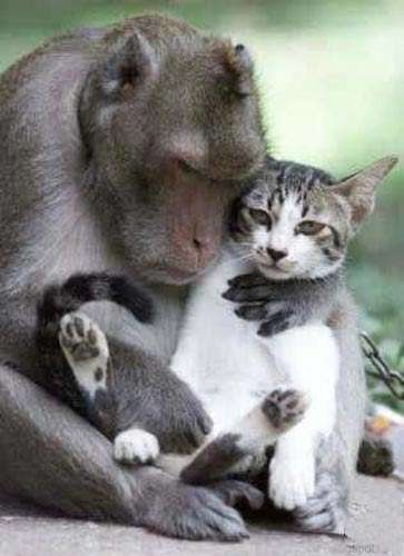 [cat+macaque.jpg]