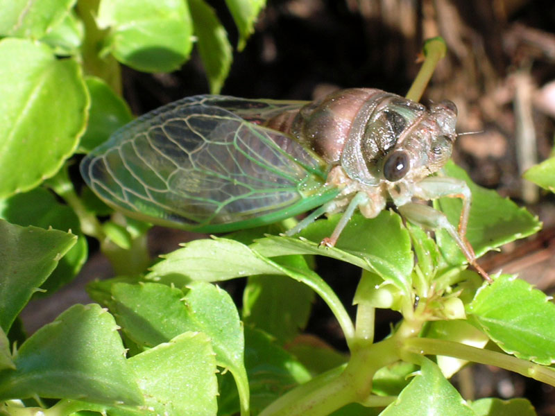 [cicada+side.jpg]