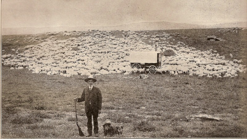 1920s Montana Shepherd