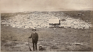 1920s montana shepherd a sheep
