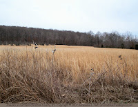 January fields
