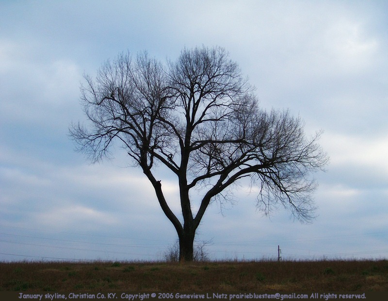 [oak-silhouette.jpg]