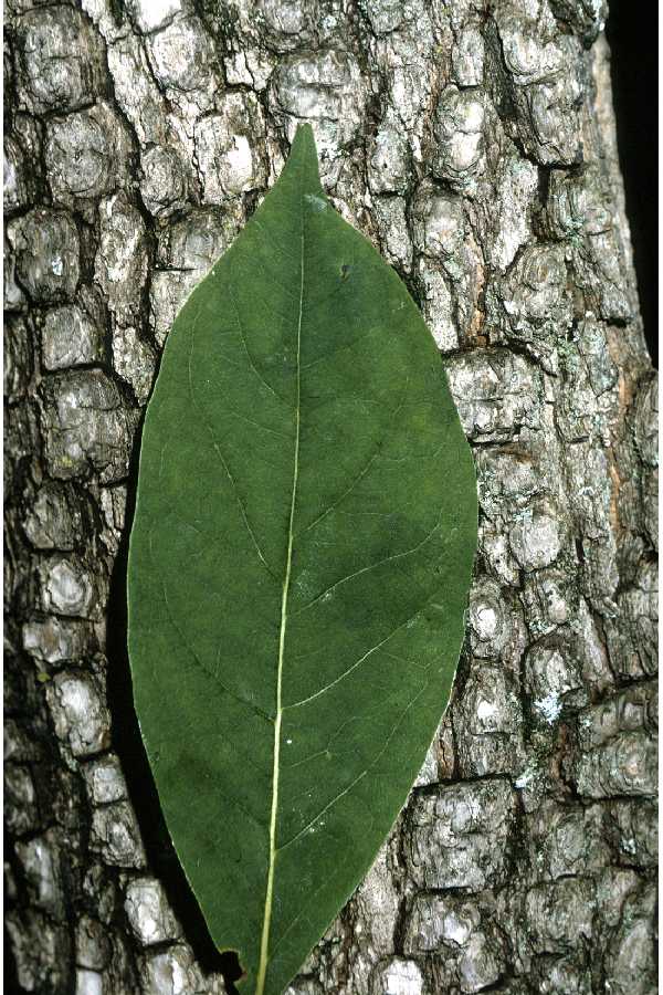 Persimmon leaf and bark