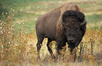 Buffalo (American Bison)