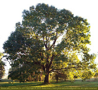 Green ash tree