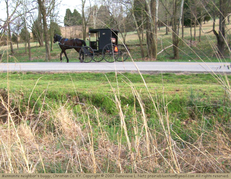 Mennonite horse and buggy