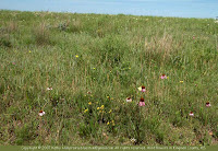 Purple coneflower and other prairie flowers