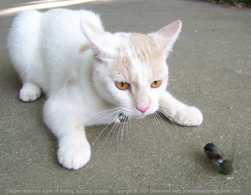 Casper observes mating cicadas