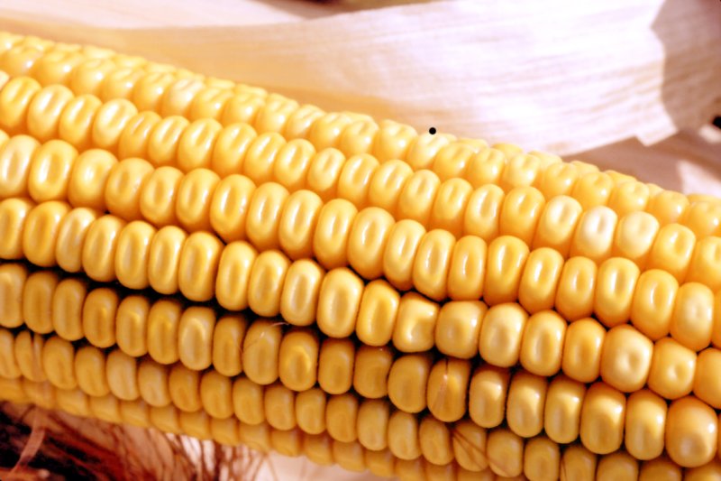[corn-closeup.jpg]