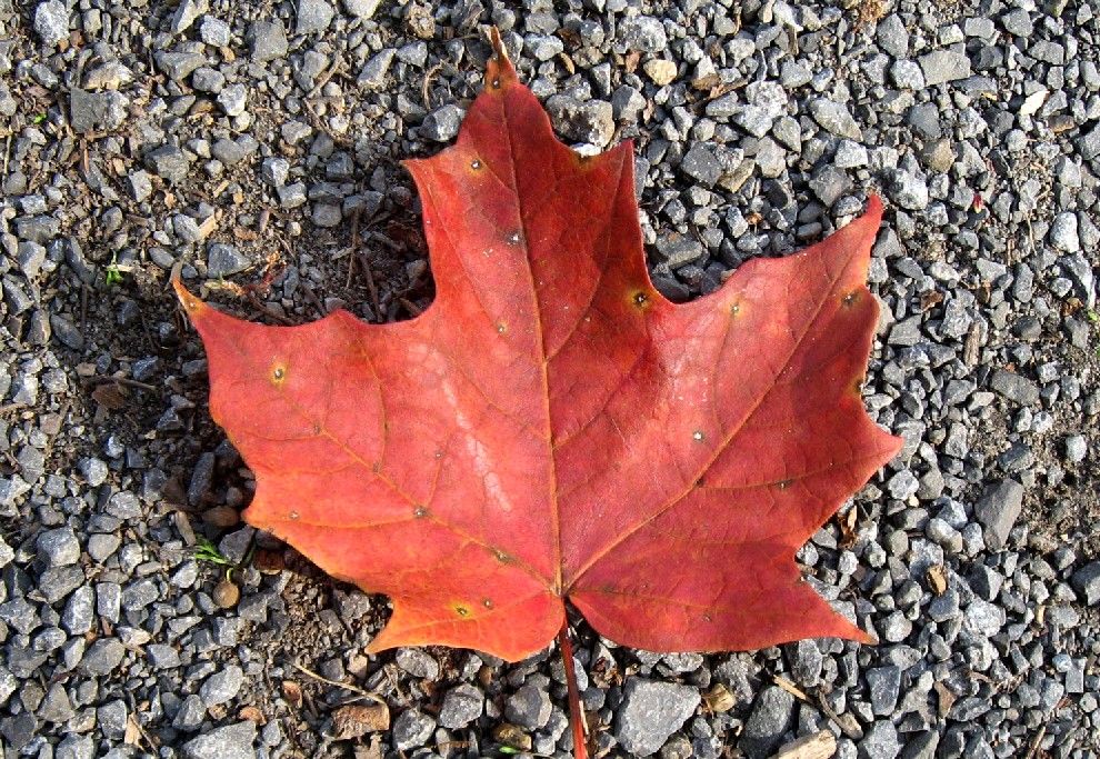 [CANADAs+Maple+Leaf.jpg]