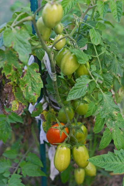[garden-romas-ripening.jpg]