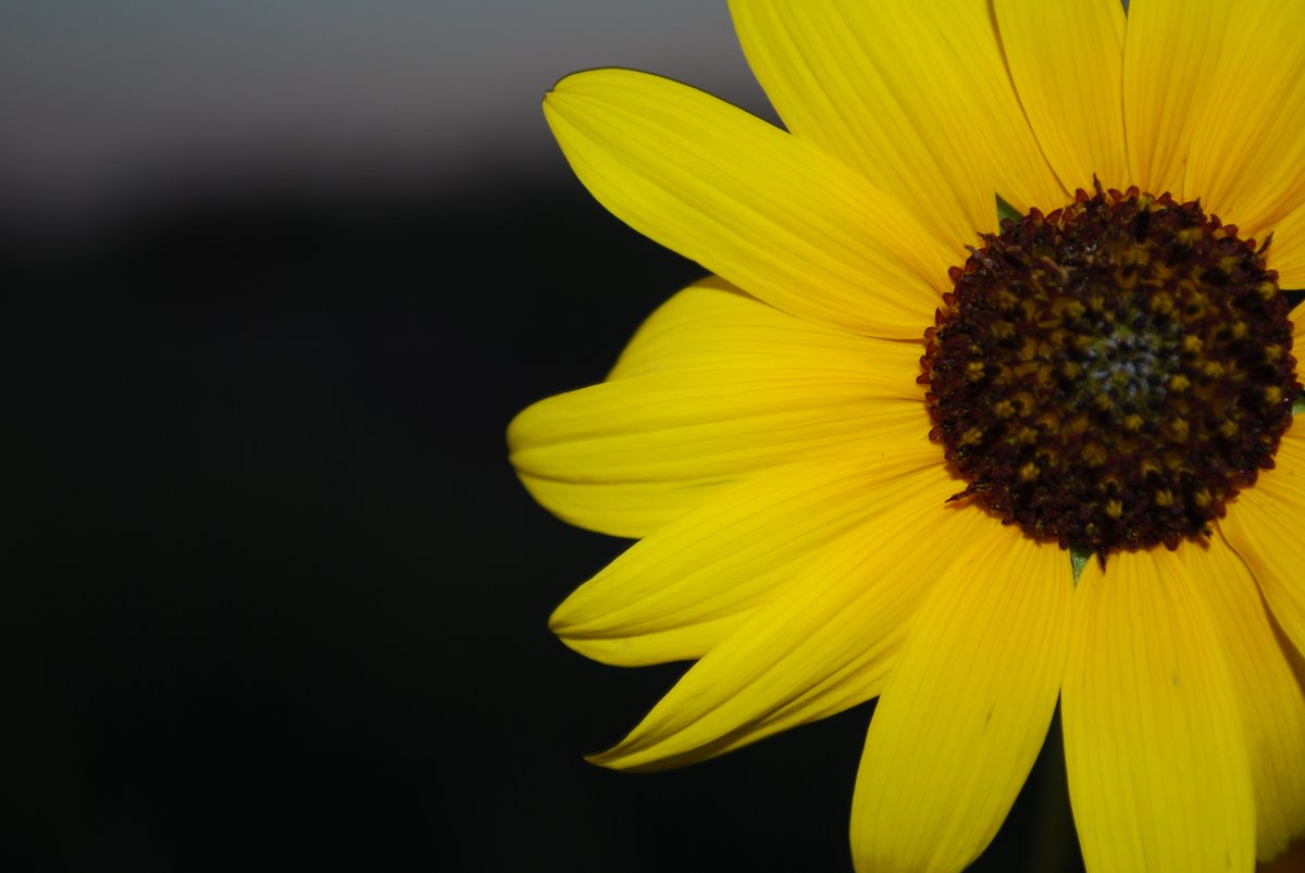 [1+Sunflower.jpg]