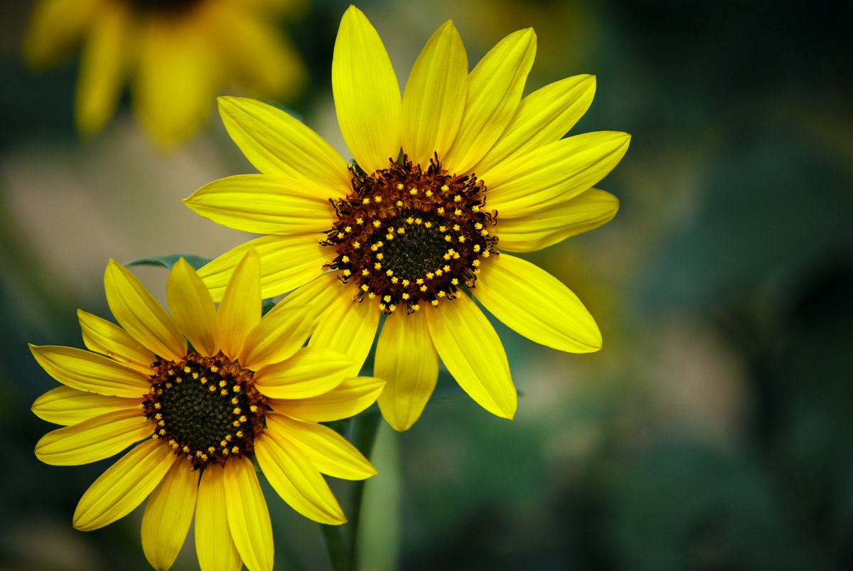 [SunflowerWeb.jpg]