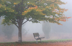 [tree+mist+bench.jpg]