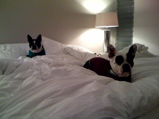 [dogs+in+bed.jpg]