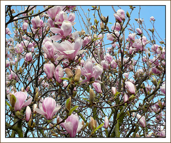 [Magnolia-Bloom.jpg]