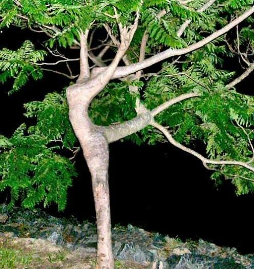 [dancin-tree.jpg]