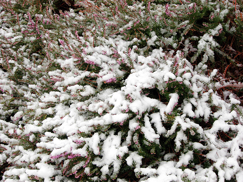 [snow+flowers.jpg]