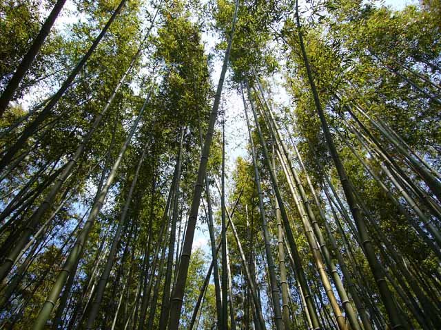 [7.bamboo_canopy.jpg]
