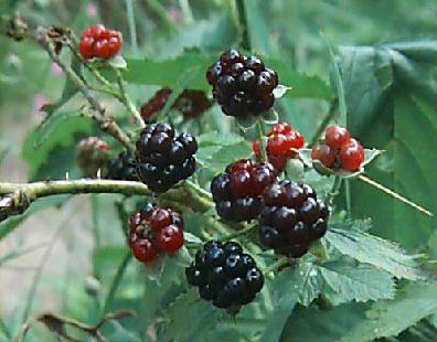 [blackberries.png]