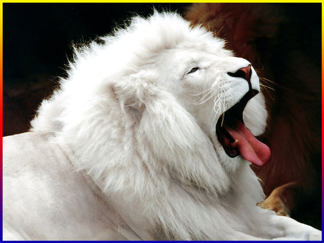 [white_lion.jpg]