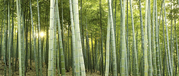 [Bamboo+Forest.jpg]