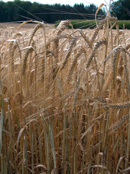 [barley+field.jpg]