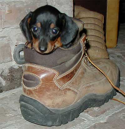 [Dog_in_the_shoe.jpg]