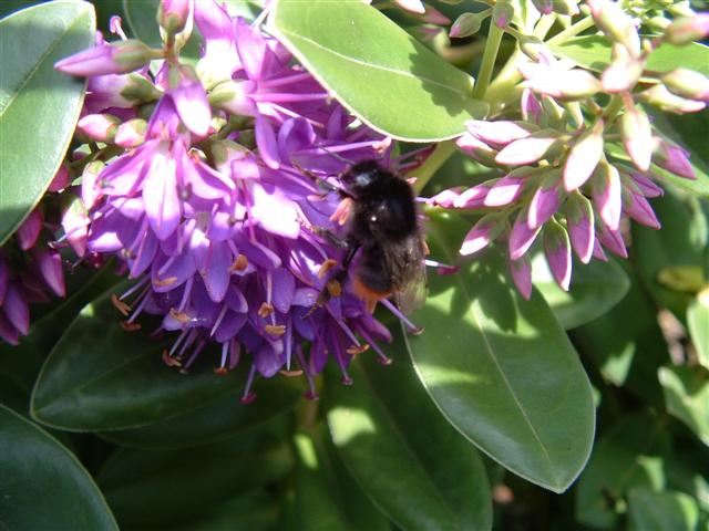 [043+Bee+on+flower+(Small).JPG]
