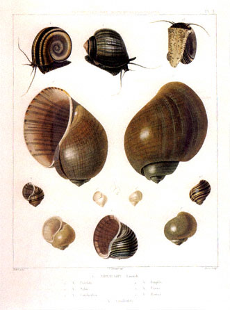[snails.JPG]