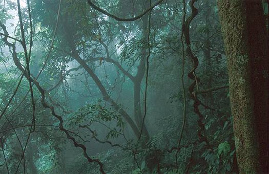 [tropical_rain_forest_vietnam_26799_340.jpg]