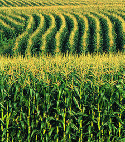 [corn_field.jpg]