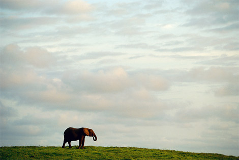 [elephant-Gabon,Africa.jpg]