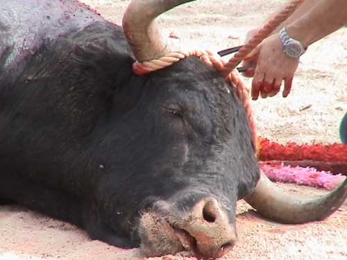 [bullfight_facts1.jpg]