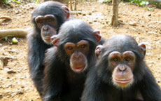 [Chimpanzee_Tacugama_sanctuary.jpg]