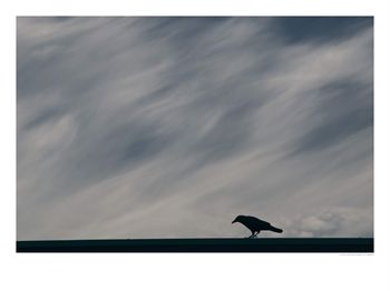 [Crow.jpg]
