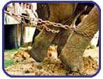 [PETA_circus_chained+leg.jpg]
