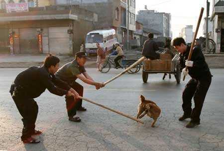 [China_dog_pet_slaughter.jpg]