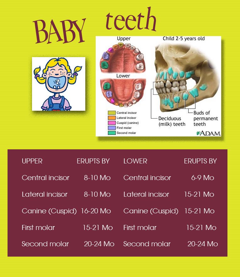 [baby+teeth.jpg]