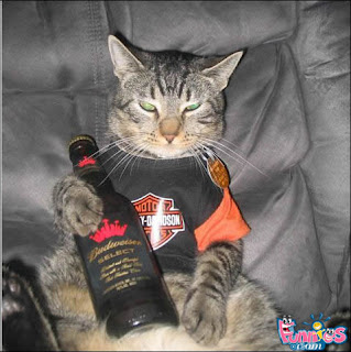 Pantoflaaaaaaaaaaaaaaaaaaaaaaaaaaaaaaaaaaaa -  2 Cat+with+budweiser