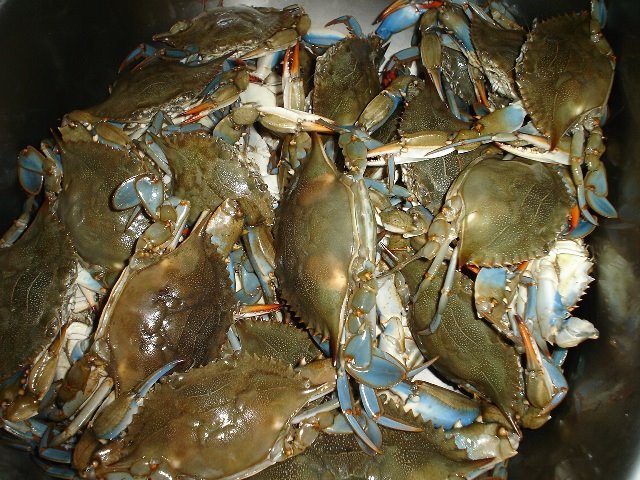 [sink+of+blue+crabs.jpg]