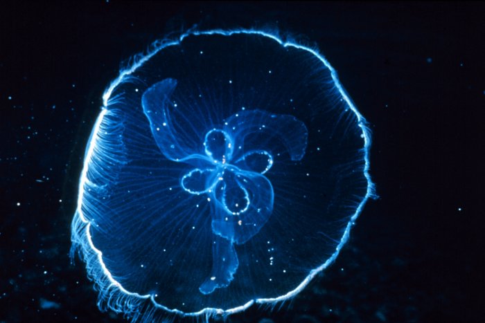 [Jellyfish+6.jpg]