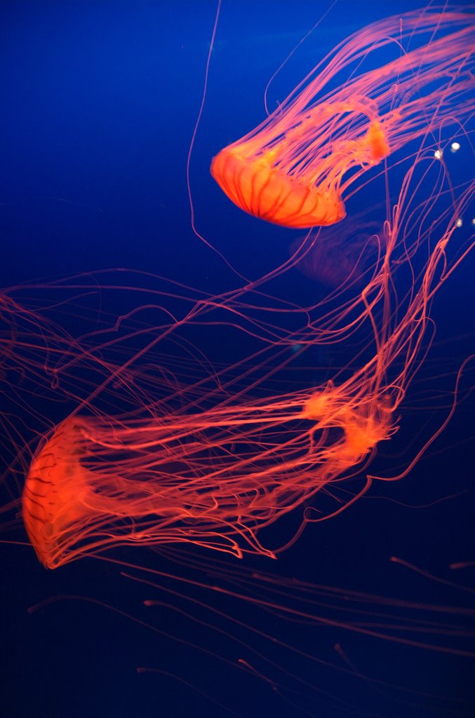 [Jellyfish+8.jpg]