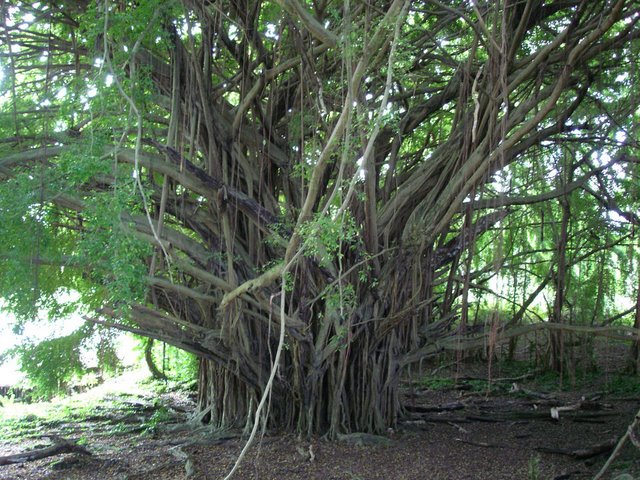 [banyan-tree1.jpg]