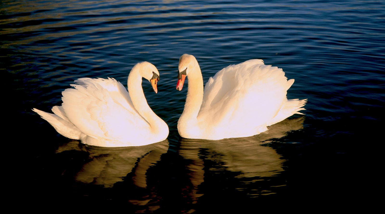 [Kissing+Swans+blog+pic.jpg]