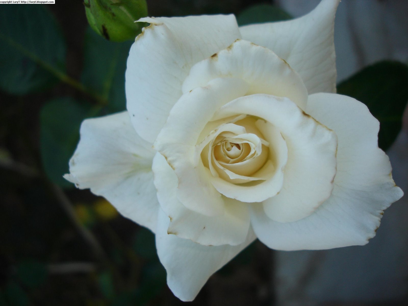[white_rose.JPG]